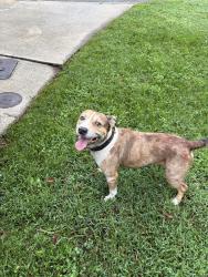 Found/Stray Male Dog last seen Southside blvd, Jacksonville, FL 32256
