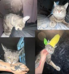 Lost Male Cat last seen Jackson And California Ave, Chicago, IL 60612