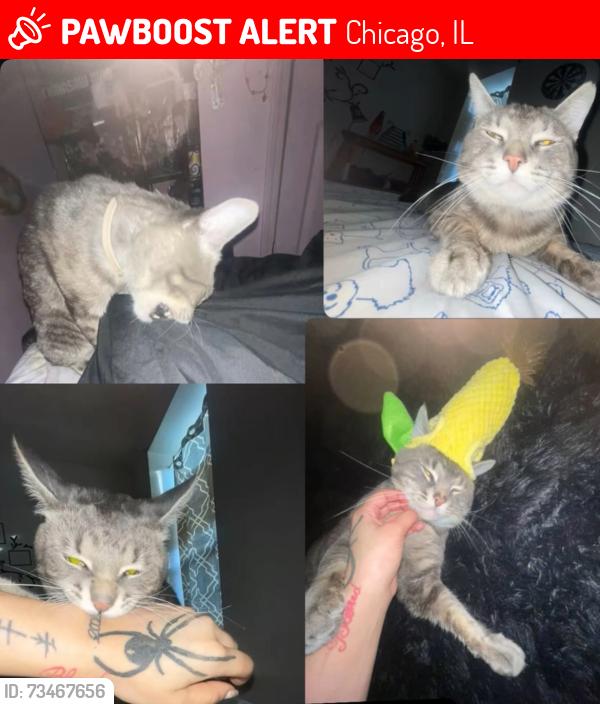 Lost Male Cat last seen Jackson And California Ave, Chicago, IL 60612