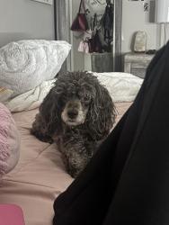 Lost Female Dog last seen Larkhaven village, Charlotte, NC 28215