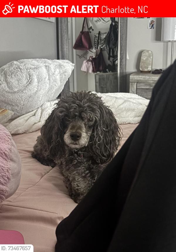 Lost Female Dog last seen Larkhaven village, Charlotte, NC 28215