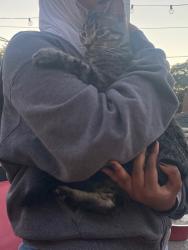 Found/Stray Male Cat last seen Austin and Lake ave., Morton Grove, IL 60053