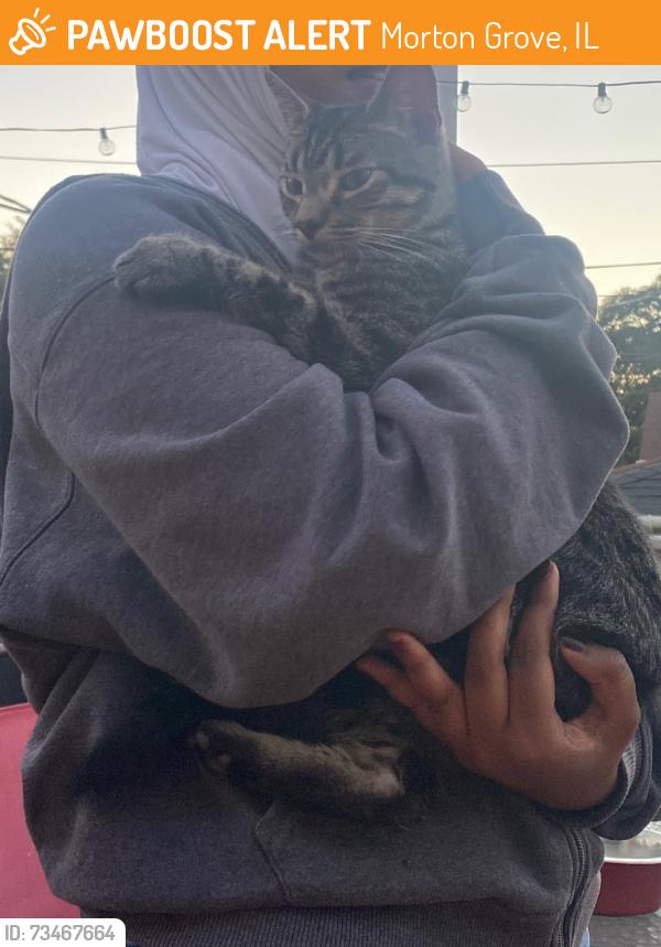 Found/Stray Male Cat last seen Austin and Lake ave., Morton Grove, IL 60053
