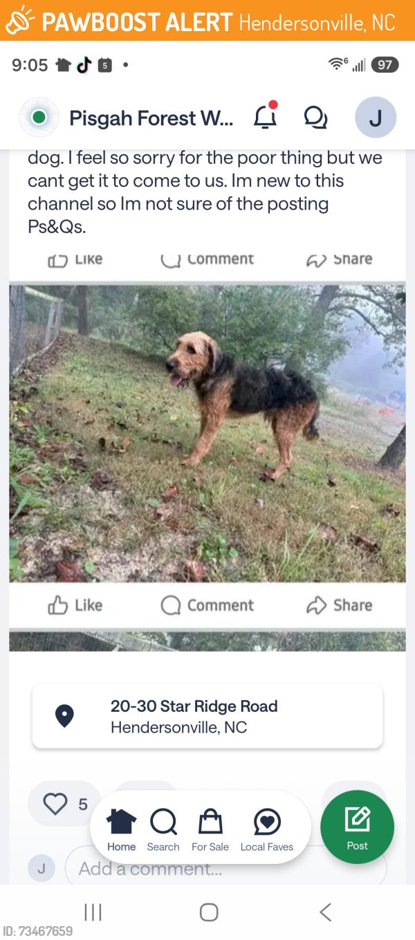 Found/Stray Unknown Dog last seen River rd/mallett rd, Hendersonville, NC 28739