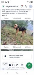 Found/Stray Unknown Dog last seen River rd/mallett rd, Hendersonville, NC 28739
