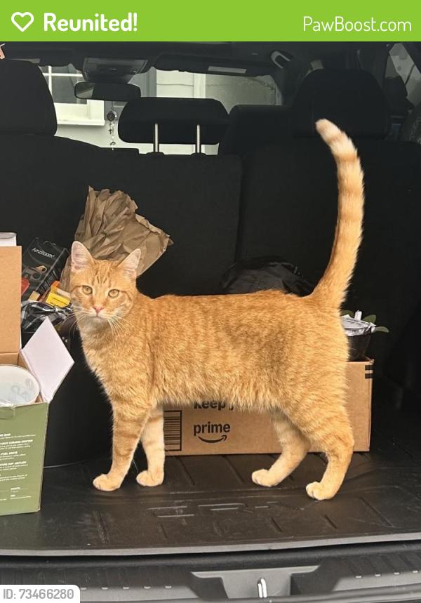 Reunited Male Cat last seen Lakemont Dr/ Central Ave/Hardwick Cr/ Brown Street, Dalton, GA 30720
