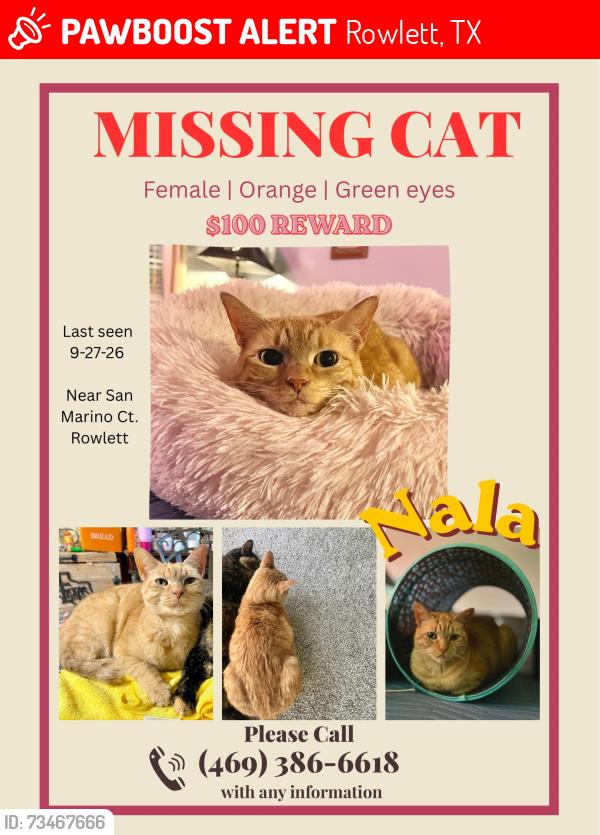 Lost Female Cat last seen San Marino Ct, Rowlett, TX 75089