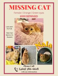 Lost Female Cat last seen San Marino Ct, Rowlett, TX 75089