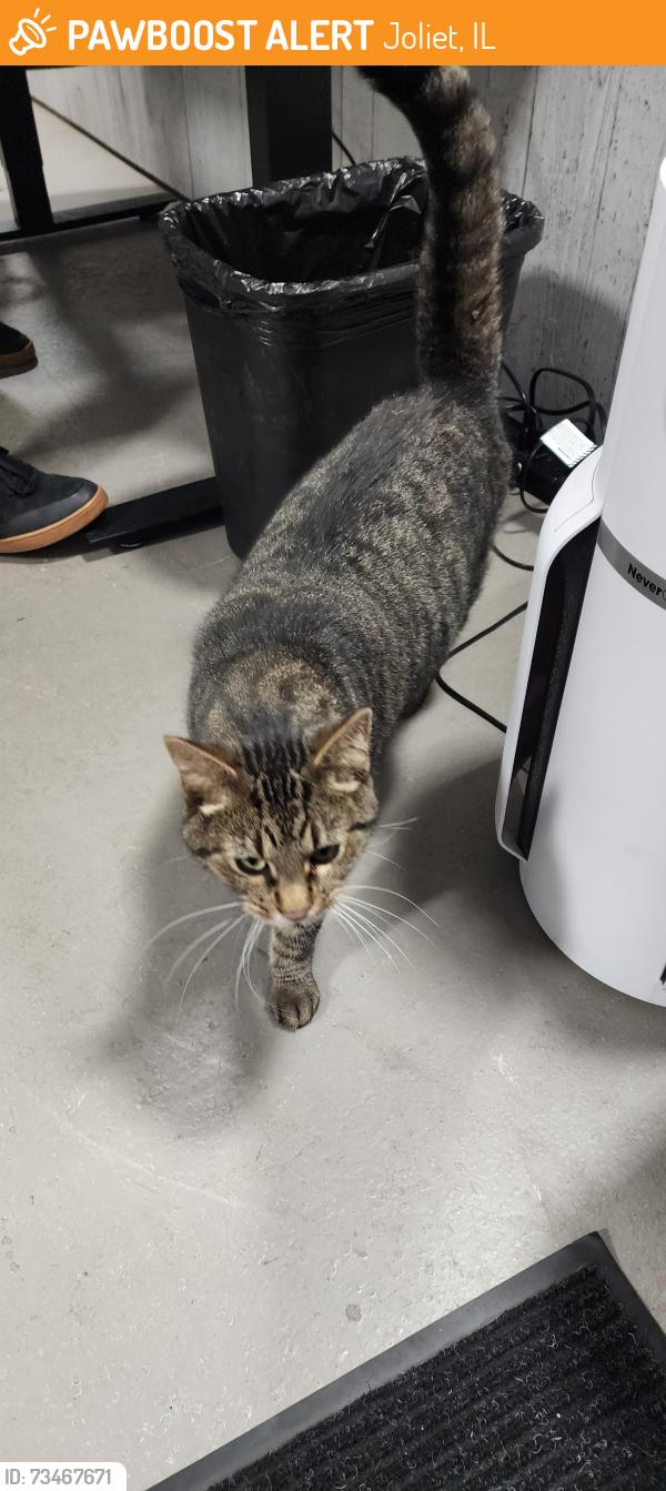 Found/Stray Unknown Cat last seen Rovanco, Joliet, IL 60431