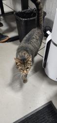 Found/Stray Unknown Cat last seen Rovanco, Joliet, IL 60431