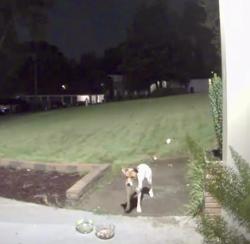 Found/Stray Unknown Dog last seen Near Terratim Lane, Decatur, GA 30034
