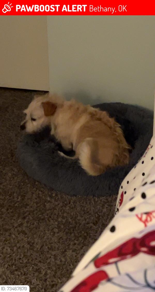 Lost Male Dog last seen Nw 27th and thompkins, Bethany, OK 73008