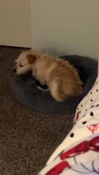 Lost Male Dog last seen Nw 27th and thompkins, Bethany, OK 73008