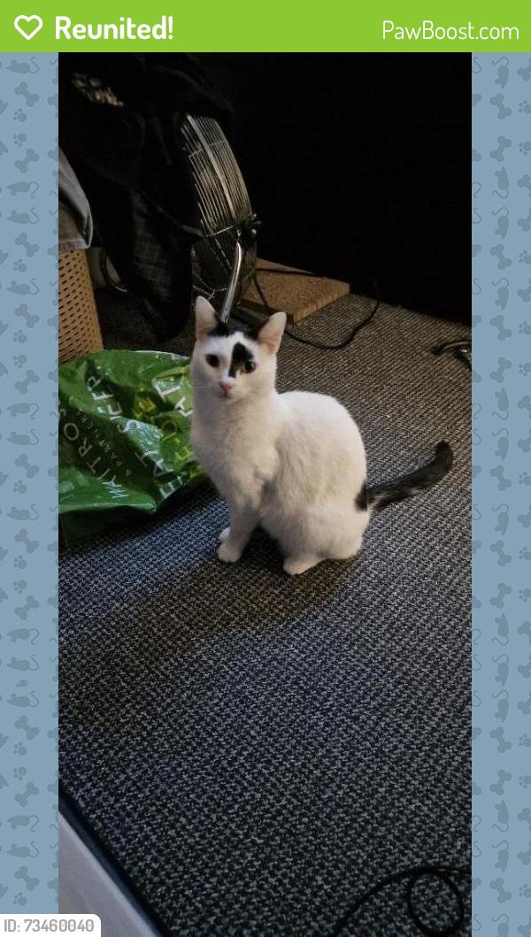 Reunited Male Cat last seen Sheil Road, Merseyside, England L6 7UA