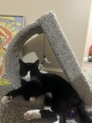 Lost Male Cat last seen Corner of South Second Street, and Washington street, Steelton, PA 17113