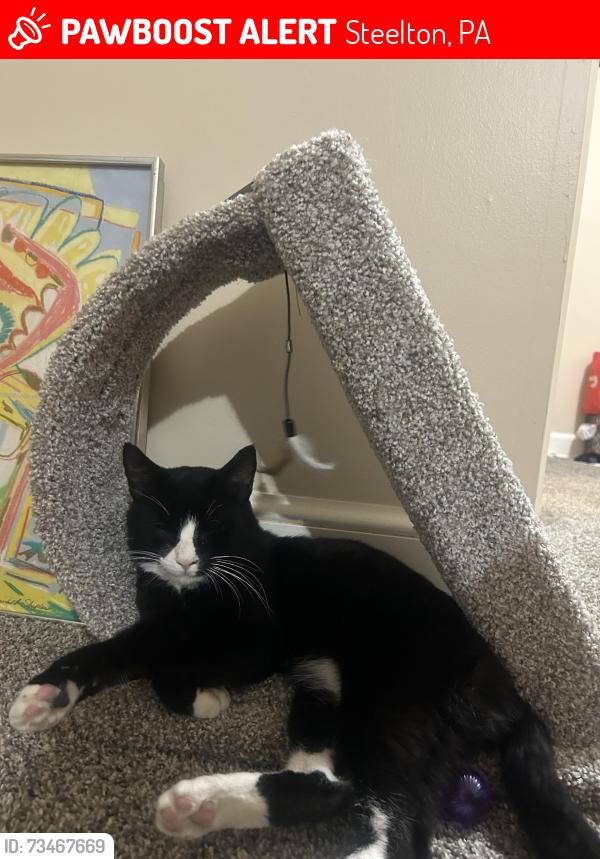 Lost Male Cat last seen Corner of South Second Street, and Washington street, Steelton, PA 17113