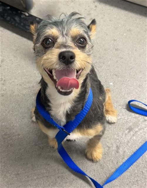 Shelter Stray Male Dog last seen 30TH X FULTON, 1419 Bryant St, San Francisco, CA 94103, USA