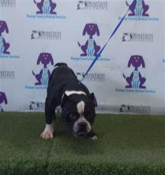 Shelter Stray Female Dog last seen , 2769 Conroy Rd, Orlando, FL 32839, USA