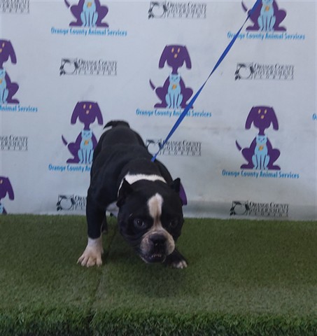 Shelter Stray Female Dog last seen , 2769 Conroy Rd, Orlando, FL 32839, USA