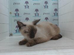 Shelter Stray Female Cat last seen , 2769 Conroy Rd, Orlando, FL 32839, USA