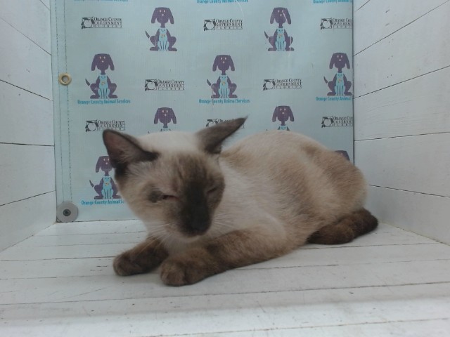 Shelter Stray Female Cat last seen , 2769 Conroy Rd, Orlando, FL 32839, USA