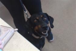 Shelter Stray Female Dog last seen Near BLOCK CENTRAL AVE, 3528 Newburg Rd, Louisville, KY 40218, USA