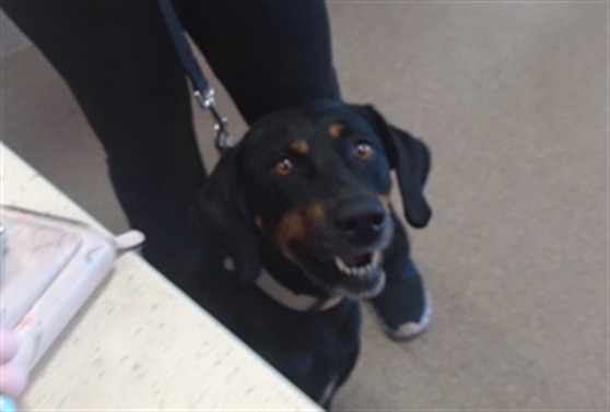 Shelter Stray Female Dog last seen Near BLOCK CENTRAL AVE, 3528 Newburg Rd, Louisville, KY 40218, USA