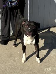 Shelter Stray Male Dog last seen Near BLOCK SHADY VILLA DRIVE, 3528 Newburg Rd, Louisville, KY 40218, USA