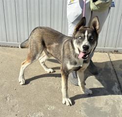 Shelter Stray Male Dog last seen Near BLOCK SUNSET DRIVE, 3528 Newburg Rd, Louisville, KY 40218, USA