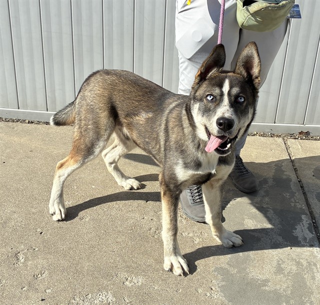Shelter Stray Male Dog last seen Near BLOCK SUNSET DRIVE, 3528 Newburg Rd, Louisville, KY 40218, USA