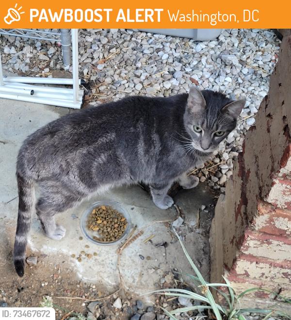 Found/Stray Unknown Cat last seen I st NE, Washington, DC 20002