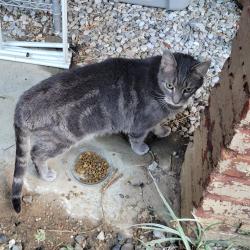 Found/Stray Unknown Cat last seen I st NE, Washington, DC 20002