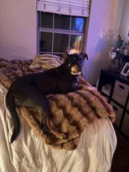 Lost Male Dog last seen Huntsville pet clinic, Huntsville, TX 77340