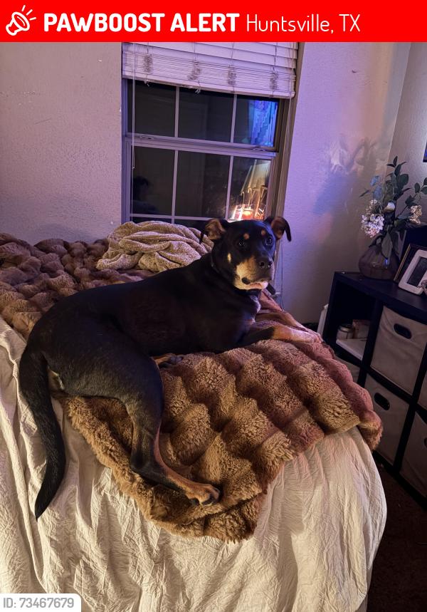 Lost Male Dog last seen Huntsville pet clinic, Huntsville, TX 77340