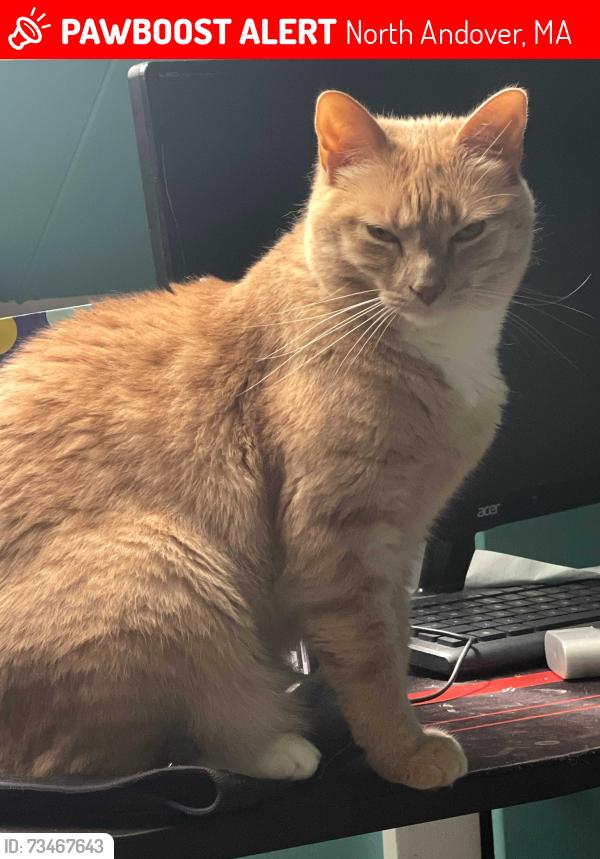 Lost Female Cat last seen Near Morris St, North Andover ,Ma, North Andover, MA 01845