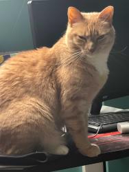 Lost Female Cat last seen Near Morris St, North Andover ,Ma, North Andover, MA 01845