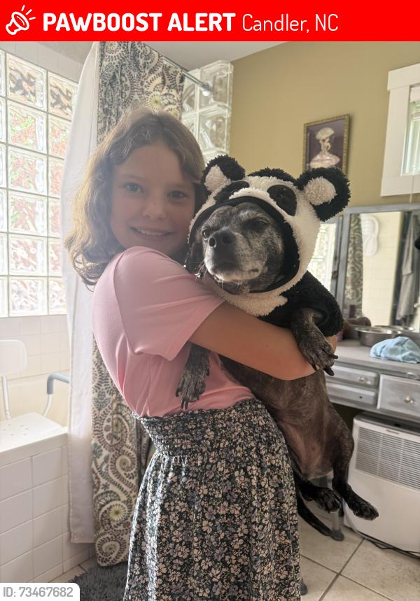 Lost Female Dog last seen Duckett road, Candler, NC 28715