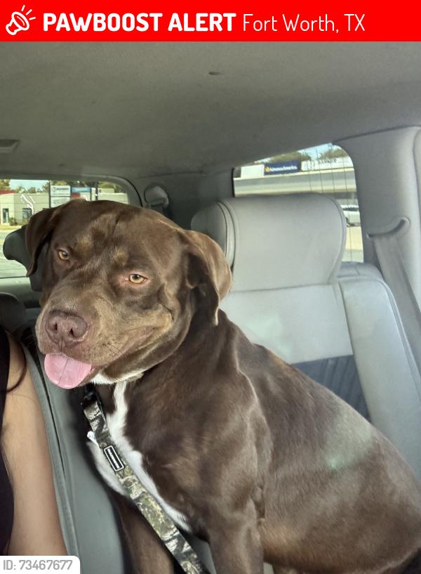 Lost Male Dog last seen Frente a Mi Tierra Taqueria por la Lancaster, Fort Worth, TX 76112