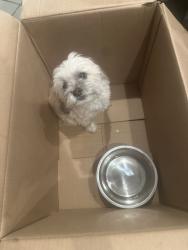 Found/Stray Female Dog last seen Hatch Jenks Restaurant, Jenks, OK 74037