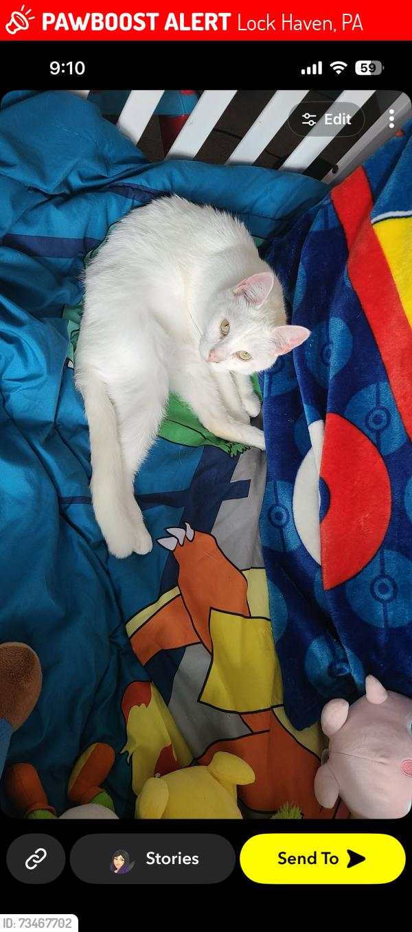 Lost Male Cat last seen The lockhaven Gardens, Lock Haven, PA 17745