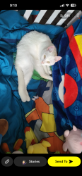Lost Male Cat last seen The lockhaven Gardens, Lock Haven, PA 17745