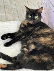 Lost Female Cat last seen Shady Lawn Court -Britannia by Credit River, Mississauga, ON L5N 1H2