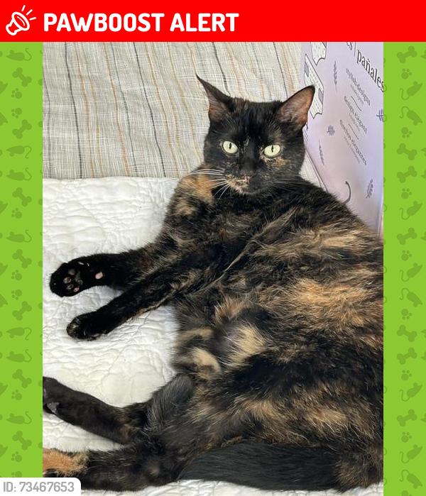 Lost Female Cat last seen Shady Lawn Court -Britannia by Credit River, Mississauga, ON L5N 1H2
