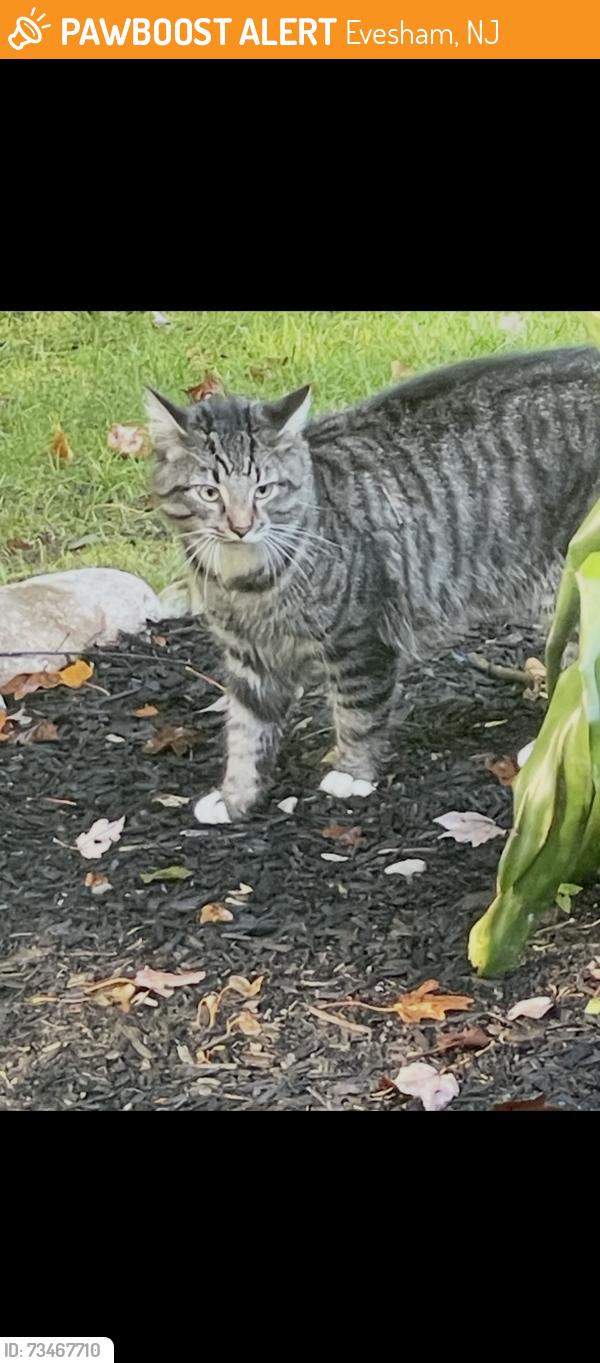 Found/Stray Unknown Cat last seen Legacy oaks development troth road, Evesham, NJ 08053