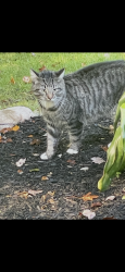 Found/Stray Unknown Cat last seen Legacy oaks development troth road, Evesham, NJ 08053