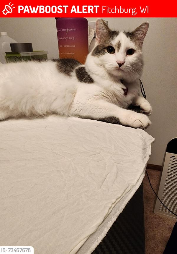 Lost Male Cat last seen Norfolk, King James Way, King James ct, Fitchburg, WI 53719