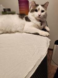 Lost Male Cat last seen Norfolk, King James Way, King James ct, Fitchburg, WI 53719
