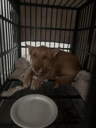Found/Stray Female Dog last seen Whataburger parking lot next to thrift city, Leon Valley, TX 78240