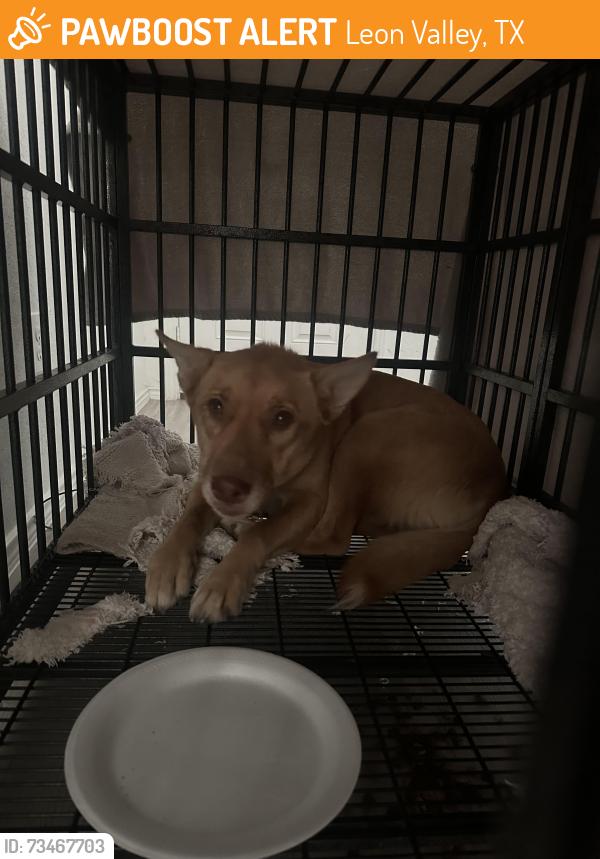Found/Stray Female Dog last seen Whataburger parking lot next to thrift city, Leon Valley, TX 78240