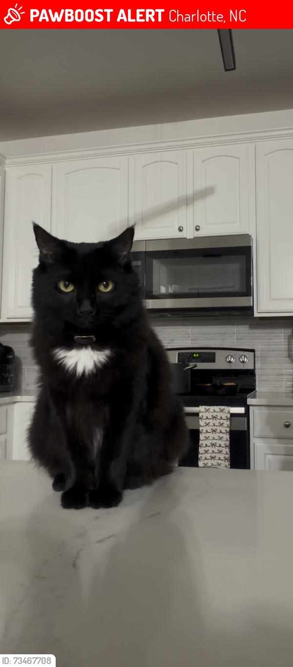Lost Female Cat last seen Falling meadows Ln, Charlotte, NC 28273